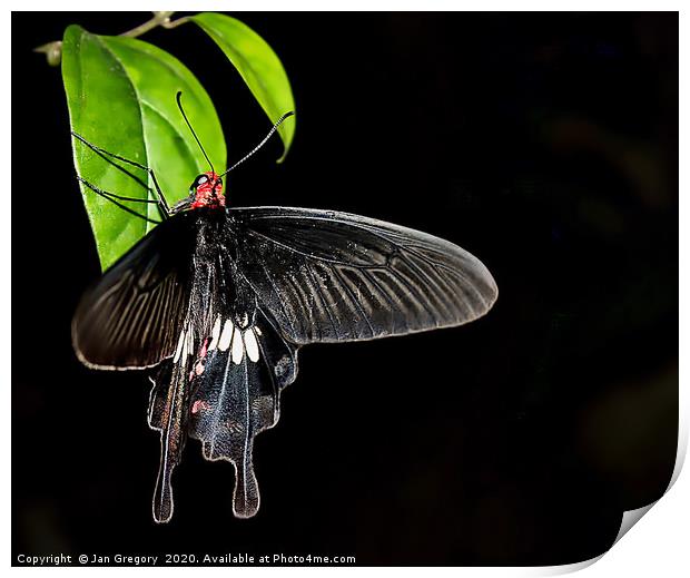 Swallowtail Butterfly Print by Jan Gregory