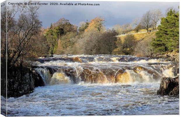The River Tees at Low Force in Flood Conditions, T Canvas Print by David Forster