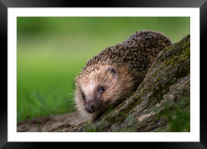 Hedgehog Framed Mounted Print by Marcia Reay