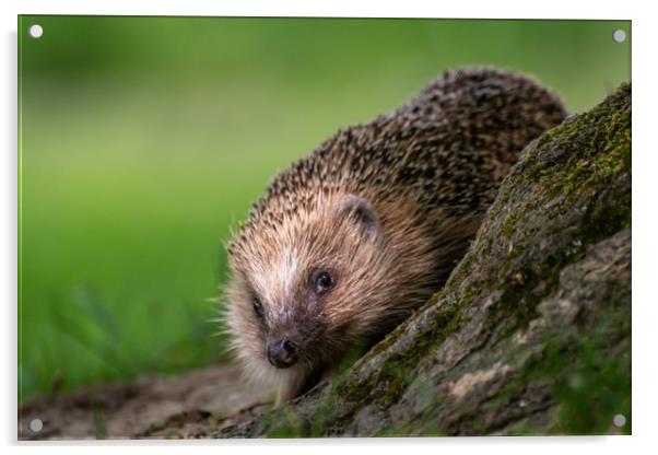 Hedgehog Acrylic by Marcia Reay
