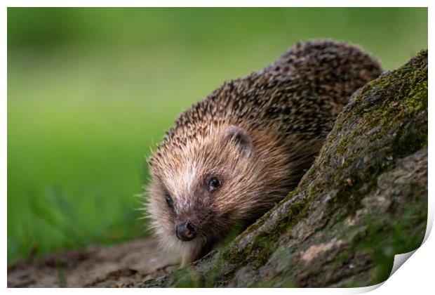 Hedgehog Print by Marcia Reay