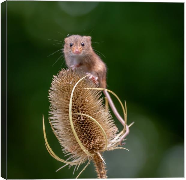 Harvest Mouse on Teasel Canvas Print by Marcia Reay