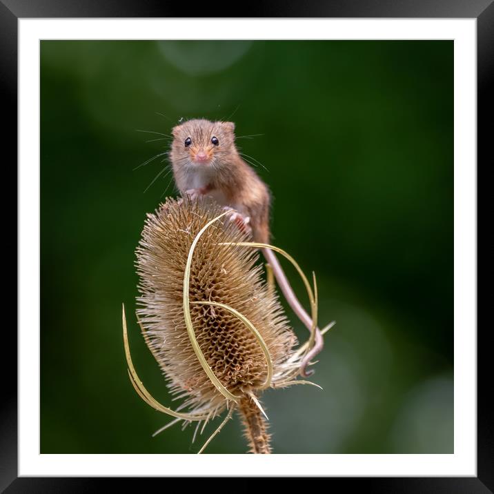 Harvest Mouse on Teasel Framed Mounted Print by Marcia Reay