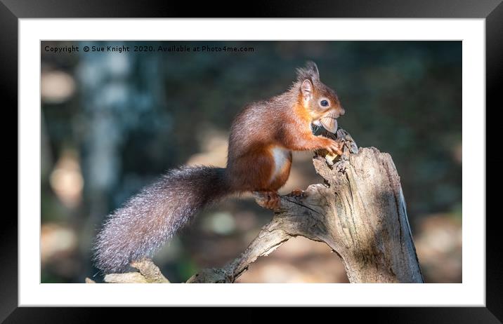 Red Squirrel on tree branch Framed Mounted Print by Sue Knight