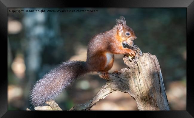 Red Squirrel on tree branch Framed Print by Sue Knight