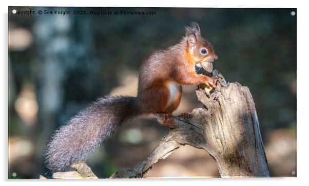 Red Squirrel on tree branch Acrylic by Sue Knight