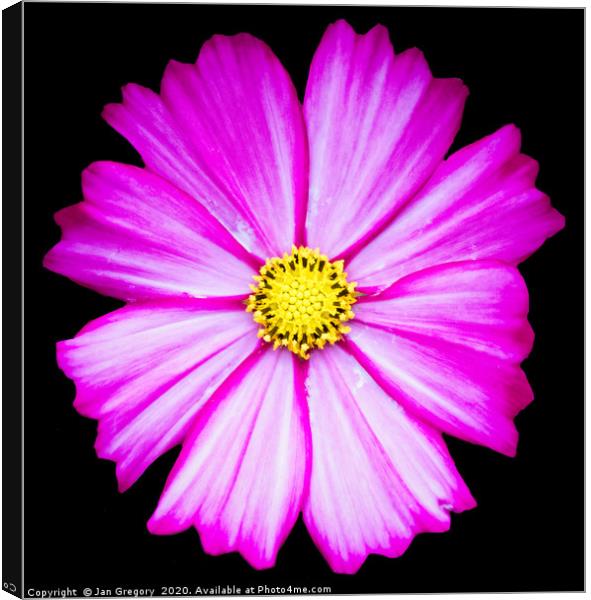 Pink Flower Canvas Print by Jan Gregory