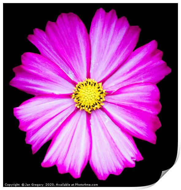 Pink Flower Print by Jan Gregory