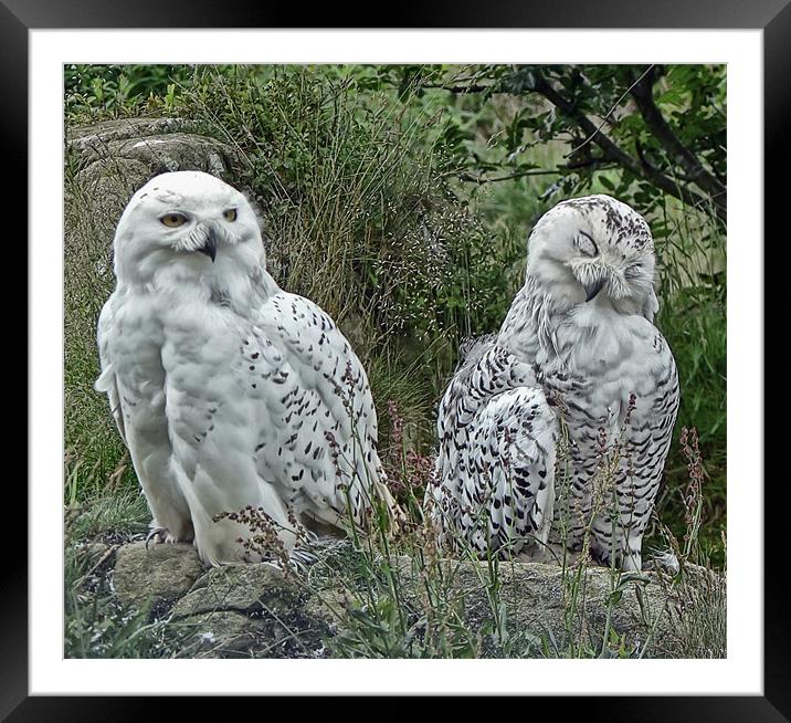Snowy Owls Framed Mounted Print by Sam Smith
