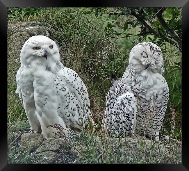 Snowy Owls Framed Print by Sam Smith