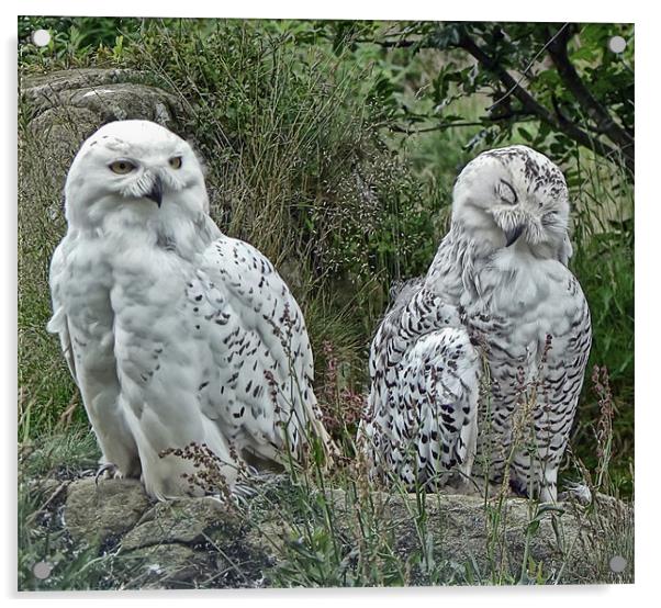 Snowy Owls Acrylic by Sam Smith