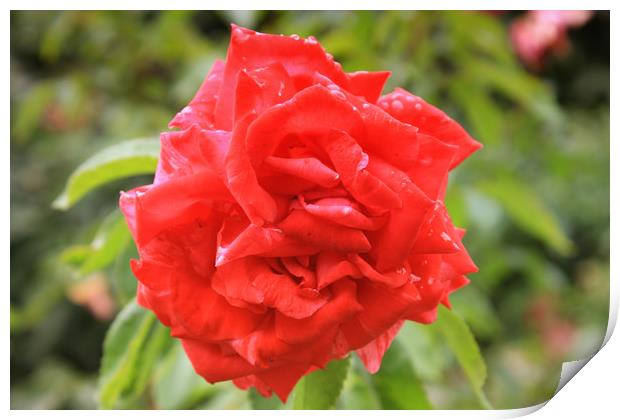Beautiful red rose in the park Print by M. J. Photography