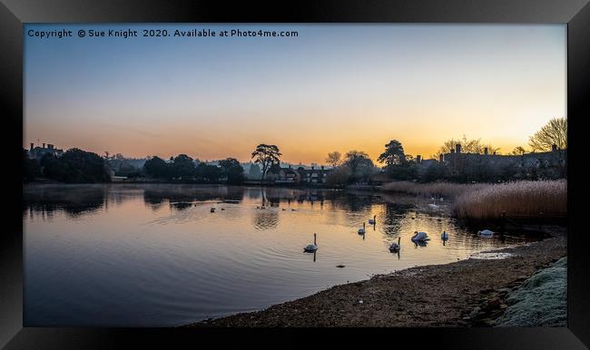 Sunrise and swans, Beallieu Millpond, New Forest Framed Print by Sue Knight