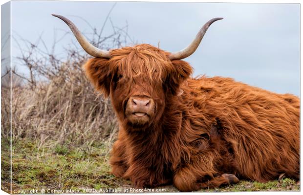closeup galloway with big horns Canvas Print by Chris Willemsen
