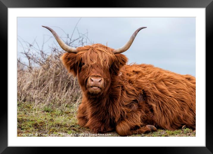 closeup galloway with big horns Framed Mounted Print by Chris Willemsen