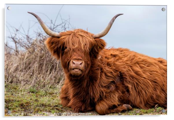 closeup galloway with big horns Acrylic by Chris Willemsen