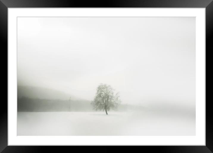 Lonely tree Framed Mounted Print by Larisa Siverina