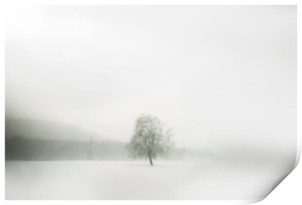 Lonely tree Print by Larisa Siverina