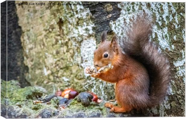 Red Squirrel Canvas Print by Sue Knight