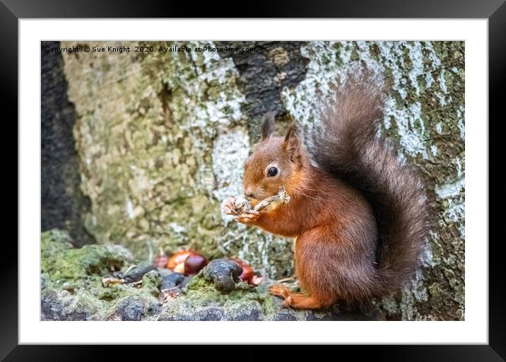 Red Squirrel Framed Mounted Print by Sue Knight