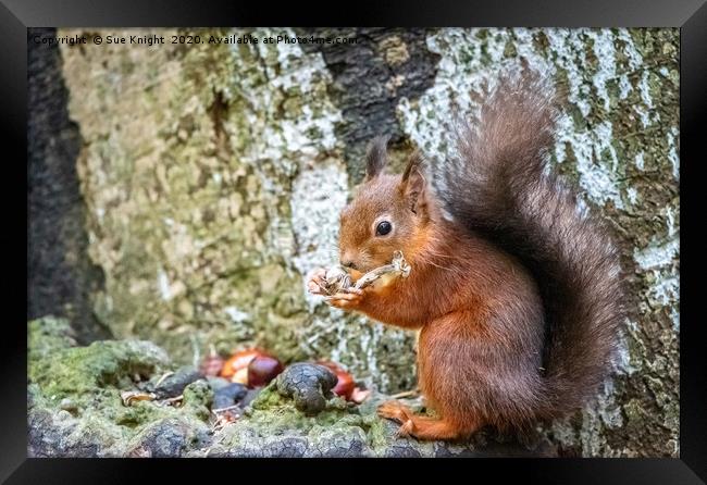 Red Squirrel Framed Print by Sue Knight