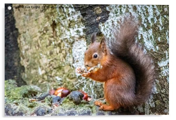 Red Squirrel Acrylic by Sue Knight