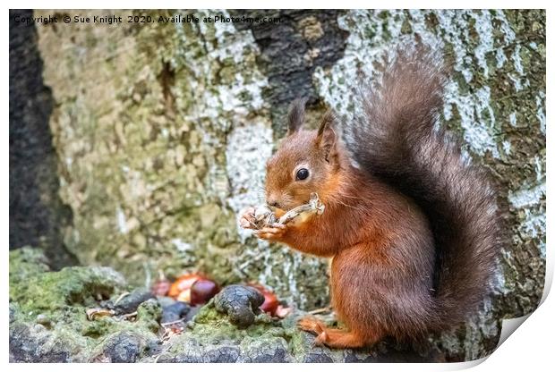 Red Squirrel Print by Sue Knight