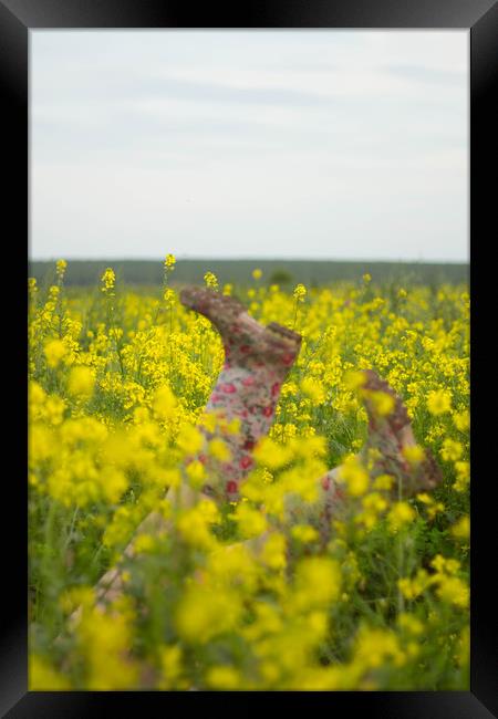 Yellow rape summer field Framed Print by Larisa Siverina