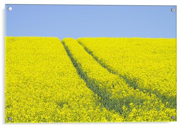 Rape Seed field Acrylic by David French