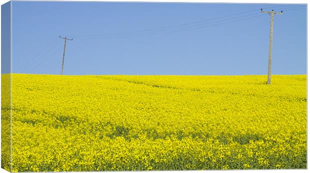 Rape Seed field Canvas Print by David French