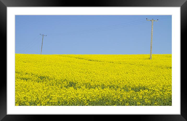 Rape Seed field Framed Mounted Print by David French
