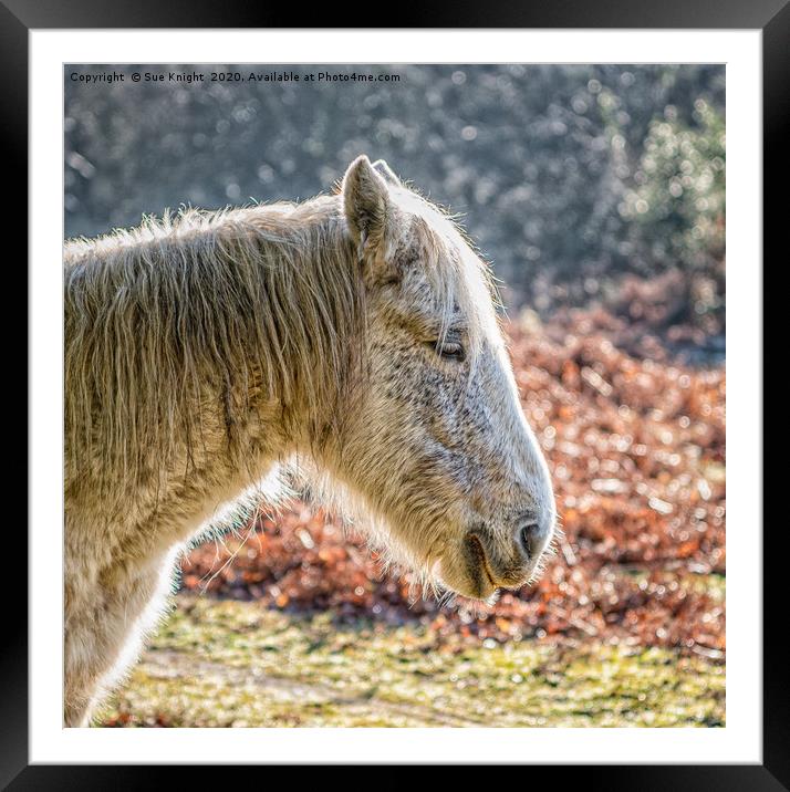 Portrait of a New Forest Pony Framed Mounted Print by Sue Knight