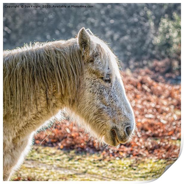 Portrait of a New Forest Pony Print by Sue Knight
