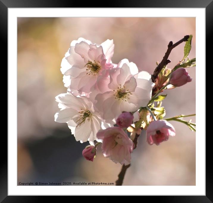 Spring Cherry Blossom Framed Mounted Print by Simon Johnson