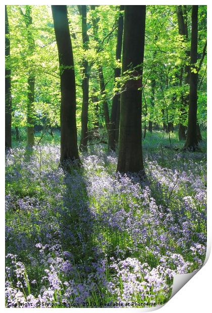 Sunlit bluebell wood Print by Simon Johnson
