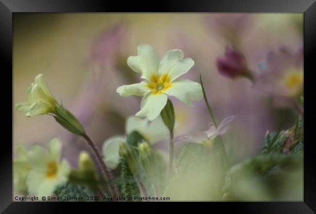Spring primrose Framed Print by Simon Johnson