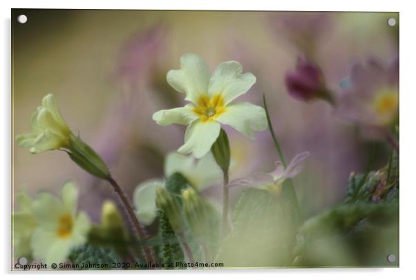 Spring primrose Acrylic by Simon Johnson