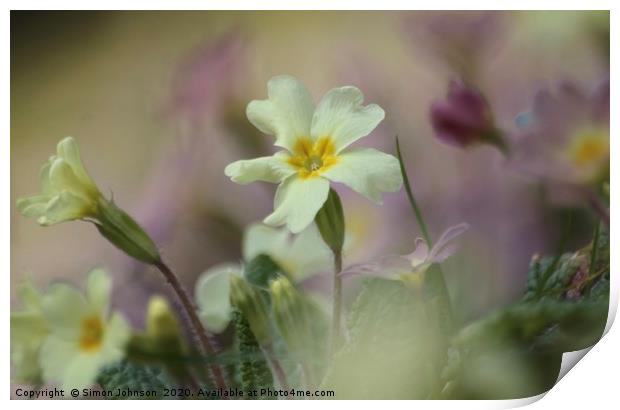 Spring primrose Print by Simon Johnson