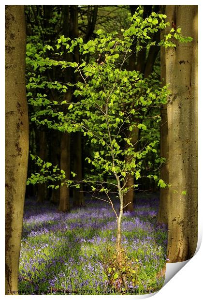 Bluebell wood and Beech tree Print by Simon Johnson