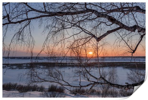 Birch tree and setting sun on a winter evening Print by Dobrydnev Sergei