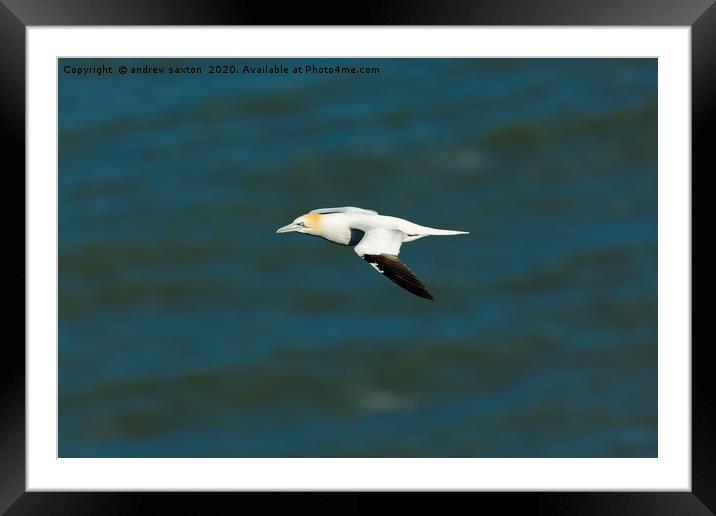 HAPPY GANNET Framed Mounted Print by andrew saxton