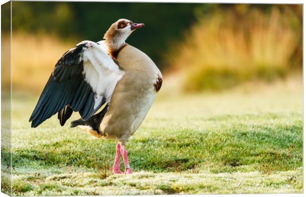 Egyptian goose having morning stretch Canvas Print by Chris Rabe