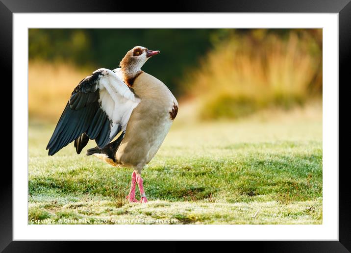 Egyptian goose having morning stretch Framed Mounted Print by Chris Rabe