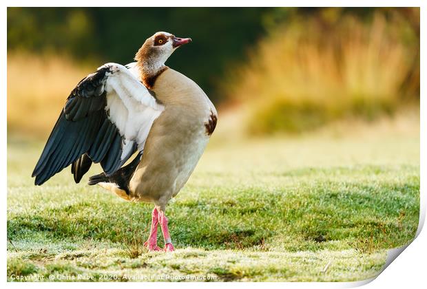 Egyptian goose having morning stretch Print by Chris Rabe