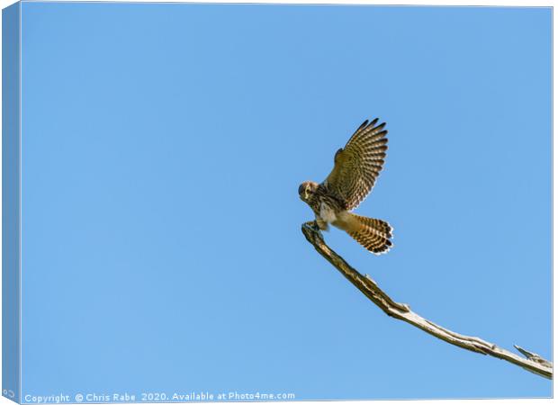 Common Kestrel landing on a branch Canvas Print by Chris Rabe