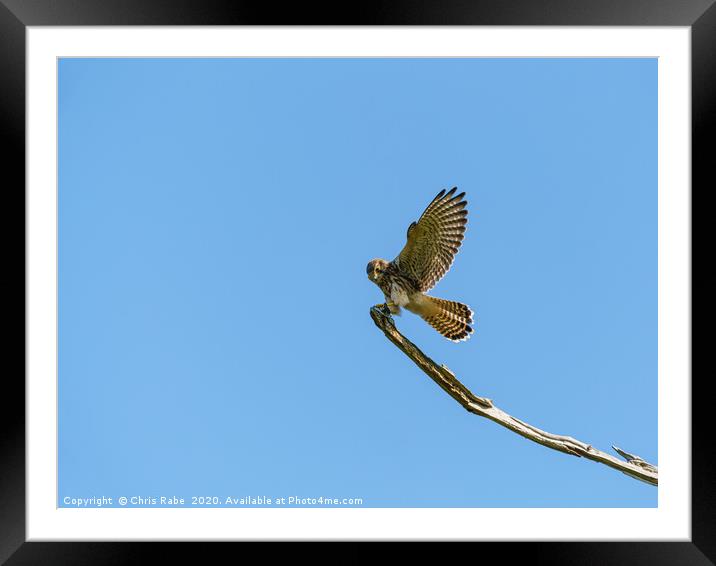 Common Kestrel landing on a branch Framed Mounted Print by Chris Rabe