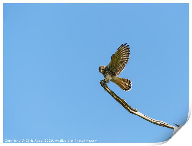 Common Kestrel landing on a branch Print by Chris Rabe
