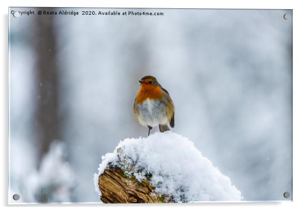 European robin (Erithacus rubecula) on snow Acrylic by Beata Aldridge