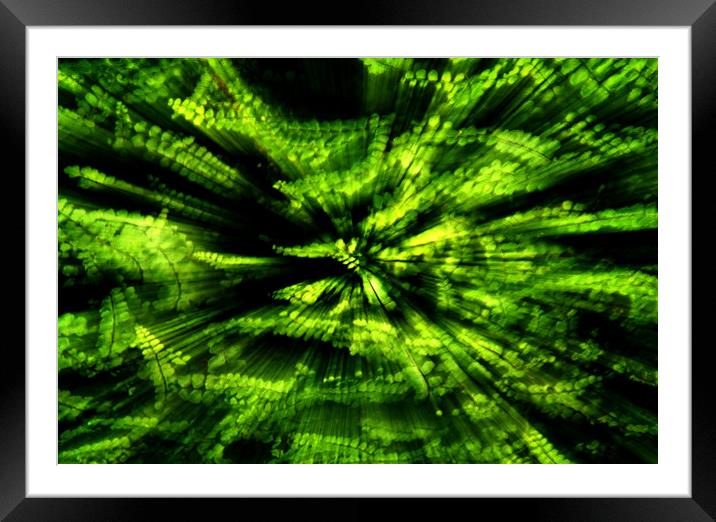 Fern Zoom Framed Mounted Print by Maggie McCall