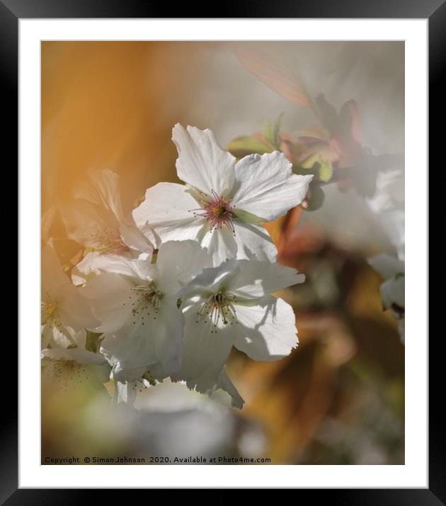 Sunlit blossom Framed Mounted Print by Simon Johnson